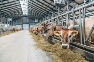 Clients Agriculture GeniWatt Groupe électrogène FG Wilson